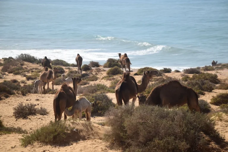 Herd of camels on the beach of Tamri